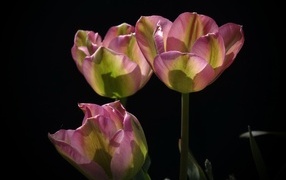 Три настоящих розовых тюльпана на черном фоне