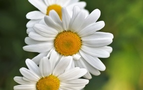 Three white daisies close-up