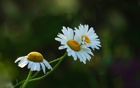 Три белые ромашки в капельках росы
