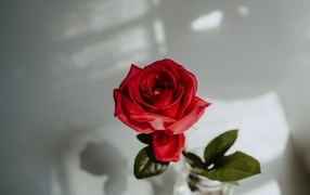 Вид сверху на красную розу в вазе