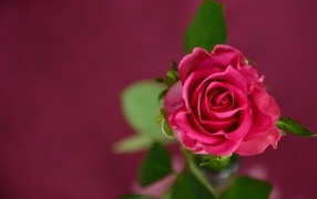 Вид сверху на розу на розовом фоне