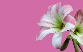 Два цветка амариллиса на розовом фоне