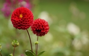 Два красивых пышных цветка садовой георгины