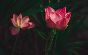 Два красивых розовых цветка лотоса