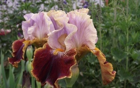 Два цветка ириса на клумбе в саду