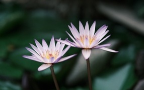 Два сиреневых цветка лотоса в пруду