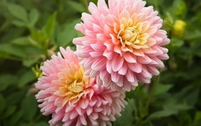 Два пышных розовых цветка георгина