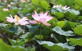 Два розовых цветка лотоса с зелеными листьями в пруду