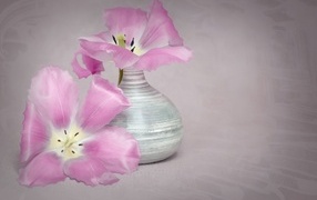 Два розовых тюльпана с вазой на сером фоне