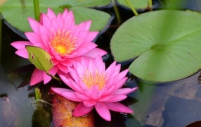 Два розовых цветка водяной лилии с зелеными листьями