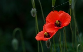 Два красных мака с бутонами в траве