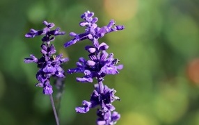 Два цветка шалфея крупным планом