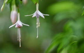 Два маленьких цветка фуксии 