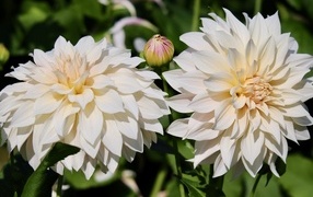 Два белых цветка георгина с бутонами крупным планом