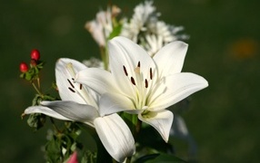 Две белые лилии крупным планом на клумбе