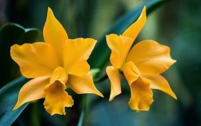 Два желтых нарцисса крупным планом