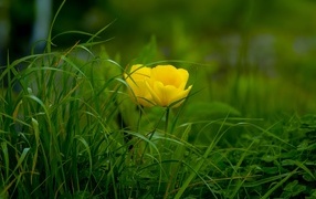 Два желтых тюльпана в зеленой траве