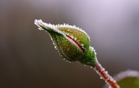 Нераспустившийся бутон розы в инее