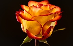 Необычная роза на черном фоне крупным планом