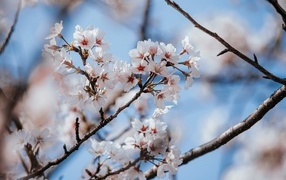 Буйное цветение абрикоса весной