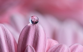 Капля воды на розовом лепестке