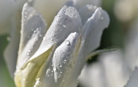 Капли воды на белых лепестках тюльпана