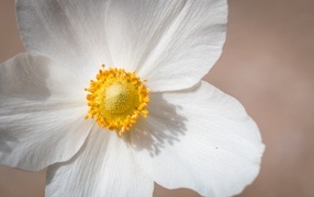 Белый цветок анемоны крупным планом