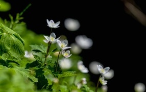 Белые цветы ветреница с зелеными листьями