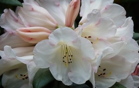 Белые цветы азалии крупным планом