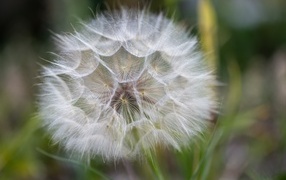 Белый красивый одуванчик крупным планом