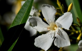 Белые красивые цветы олеандр