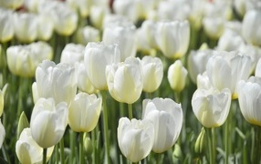 Белые красивые цветы тюльпана на клумбе