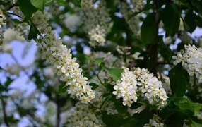 Белые цветы черемухи на ветках весной