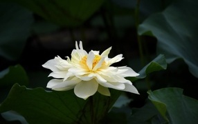 Белый распустившийся цветок лотоса с зелеными листьями