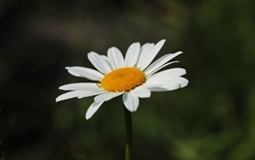 Белый цветок ромашки крупным планом