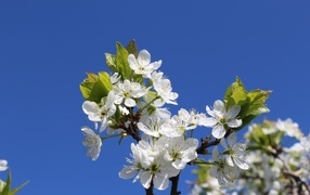 Белые цветы вишни на фоне голубого неба