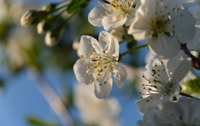 Белые цветы вишни распускаются на ветке весной