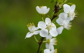Белые цветы вишни на ветке на зеленом фоне