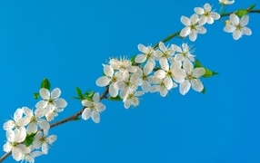 Белые цветы вишни на тонкой ветке на голубом фоне