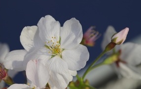 Белые цветы вишни с бутонами вблизи
