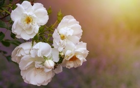 Белые цветы вьющейся розы