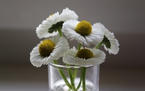 Белые маргаритки в стеклянной вазе