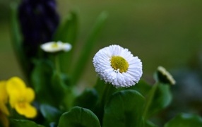 Белые маргаритки с зелеными листьями