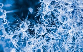 Покрытый каплями воды белый цветок одуванчика