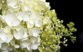 Белые нежные цветы гортензия крупным планом