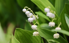 Белые нежные цветы ландыша с зелеными листьями