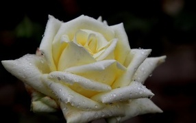 Белая нежная роза с росой на лепестках