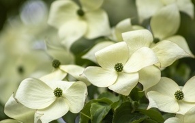 Белые цветы кизила крупным планом