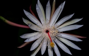 Белый экзотический цветок кактуса