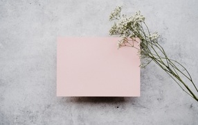 Белые цветы и лист розовой бумаги на сером фоне